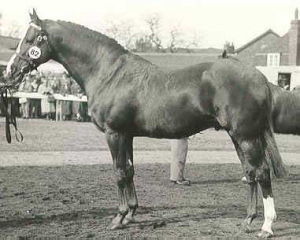 horse Courville xx (Thoroughbred, 1952, from Fair Trial xx)