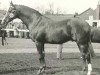 Pferd Courville xx (Englisches Vollblut, 1952, von Fair Trial xx)