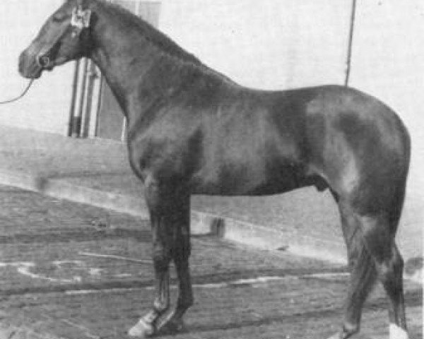 stallion Notaris (Royal Warmblood Studbook of the Netherlands (KWPN), 1972, from Courville xx)