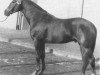 stallion Notaris (Dutch Warmblood, 1972, from Courville xx)