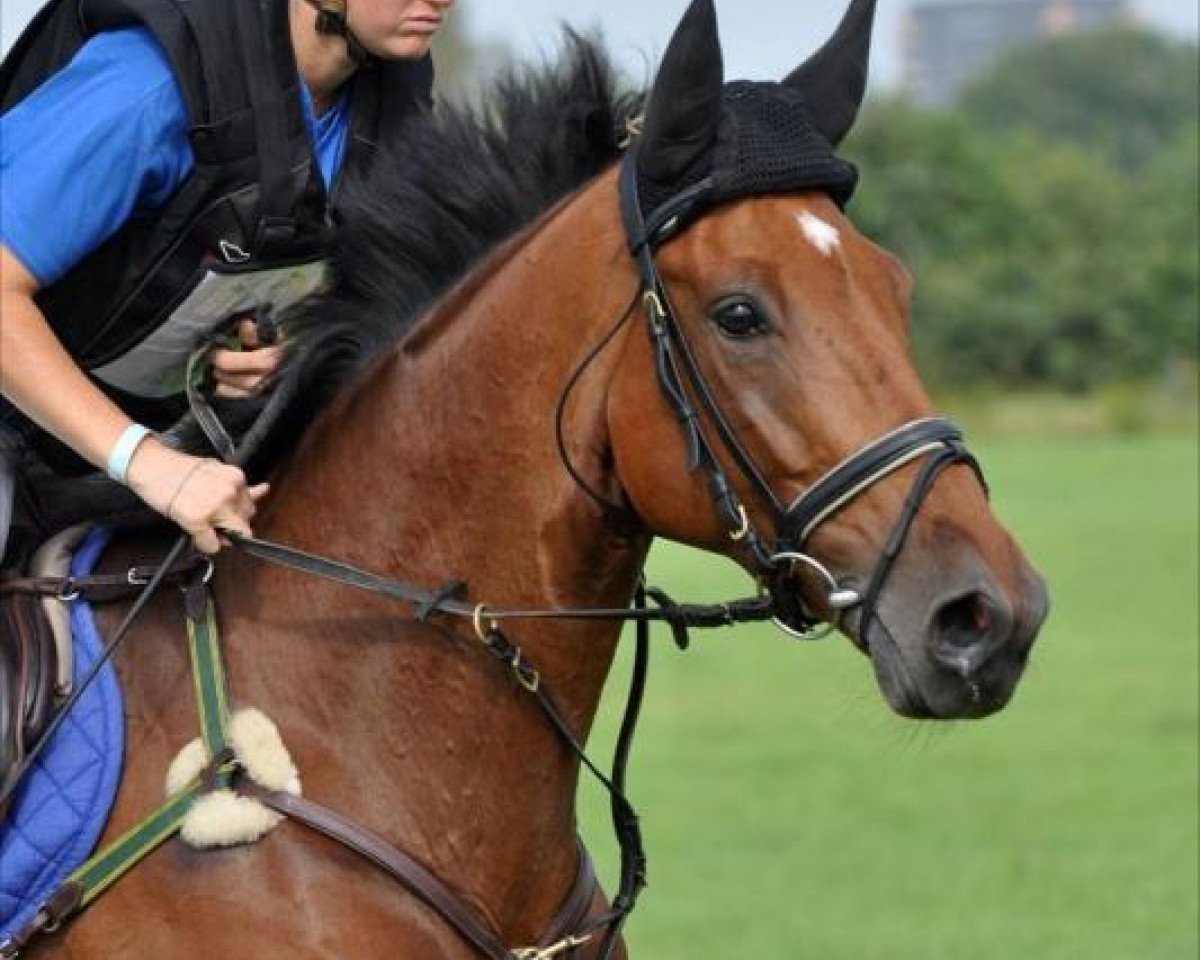 Springpferd Extebaria van't Verahof (Belgisches Warmblut, 2004, von Vigo d'Arsouilles)