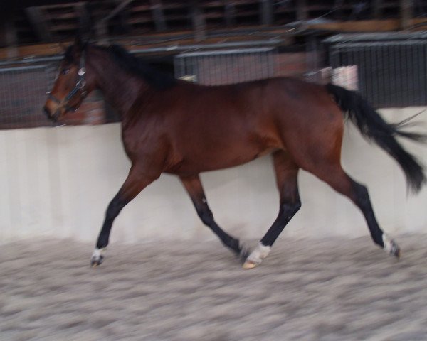 dressage horse Dreamwald (Royal Warmblood Studbook of the Netherlands (KWPN), 2008, from Florencio I)