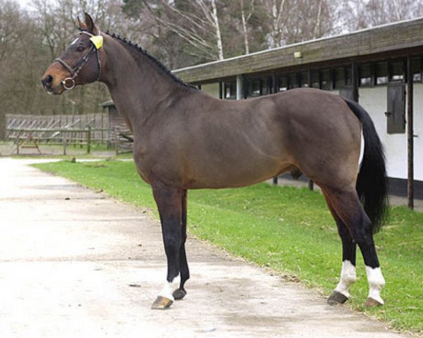 stallion Royal Z I (Hanoverian, 1984, from Ramiro Z)
