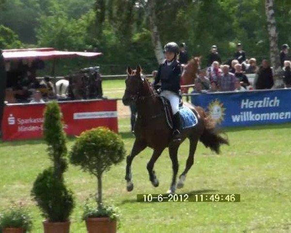 Springpferd Glenn (Deutsches Reitpony, 1998, von Golden Leroy)