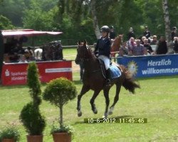 jumper Glenn (German Riding Pony, 1998, from Golden Leroy)