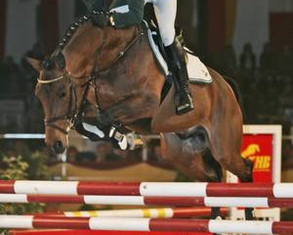 stallion Quadrigus M (Bavarian, 2002, from Quartier Latin)