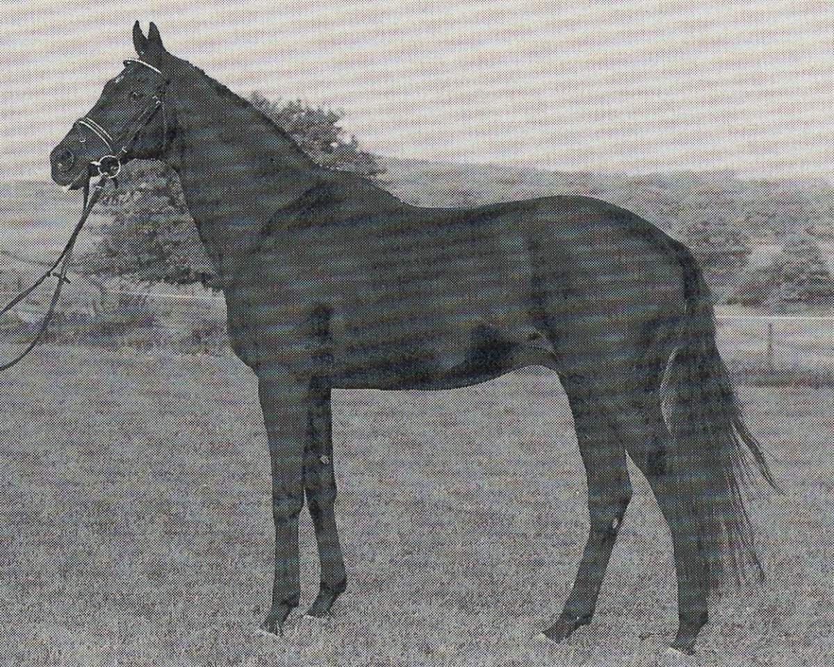 stallion Lonely Boy xx (Thoroughbred, 1979, from Athenagoras xx)