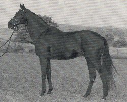 stallion Lonely Boy xx (Thoroughbred, 1979, from Athenagoras xx)