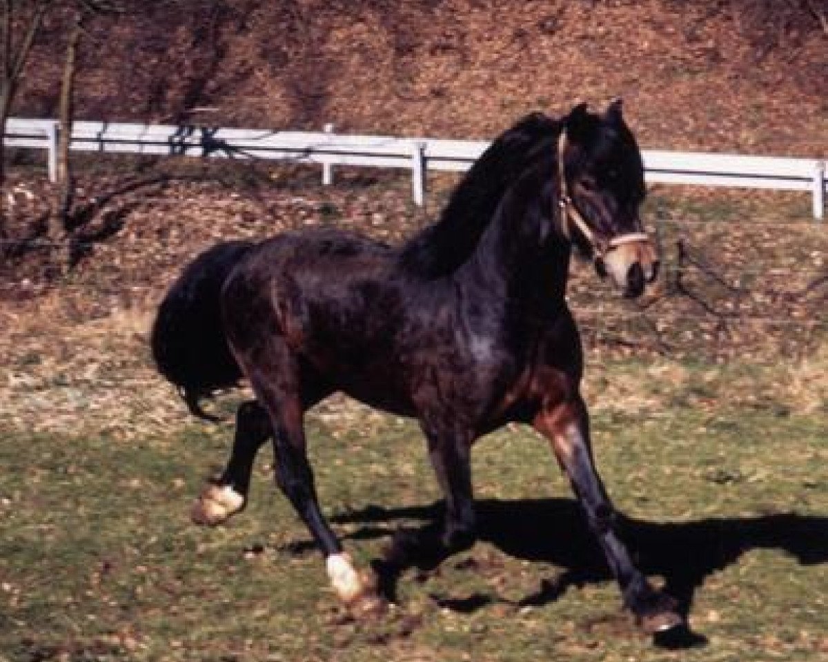 stallion Ceres Brenin Spider (Welsh-Cob (Sek. D), 1986, from Bucklesham Brenin Bach)