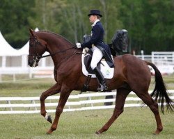 horse Charizard (Belgian Warmblood, 2000, from Gato Del Sol xx)