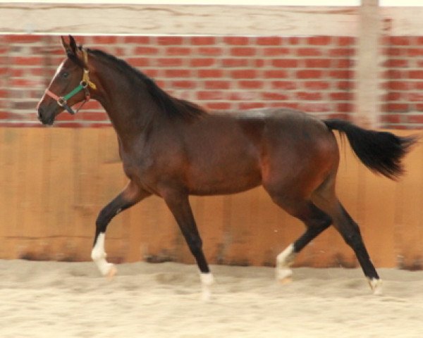 dressage horse Flamencoswald (Westphalian, 2009, from Florencio I)