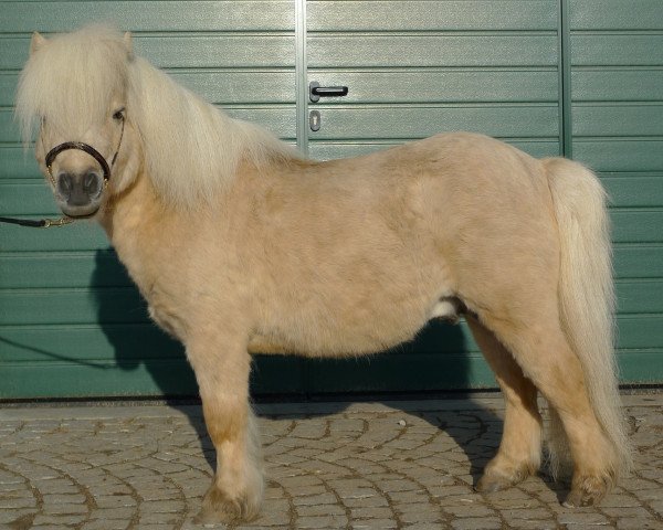 Deckhengst Athelney Phantom (Shetland Pony (unter 87 cm), 1998, von Kerswell Firecracker)