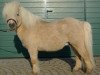 stallion Athelney Phantom (Shetland pony (under 87 cm), 1998, from Kerswell Firecracker)