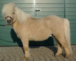 stallion Athelney Phantom (Shetland pony (under 87 cm), 1998, from Kerswell Firecracker)