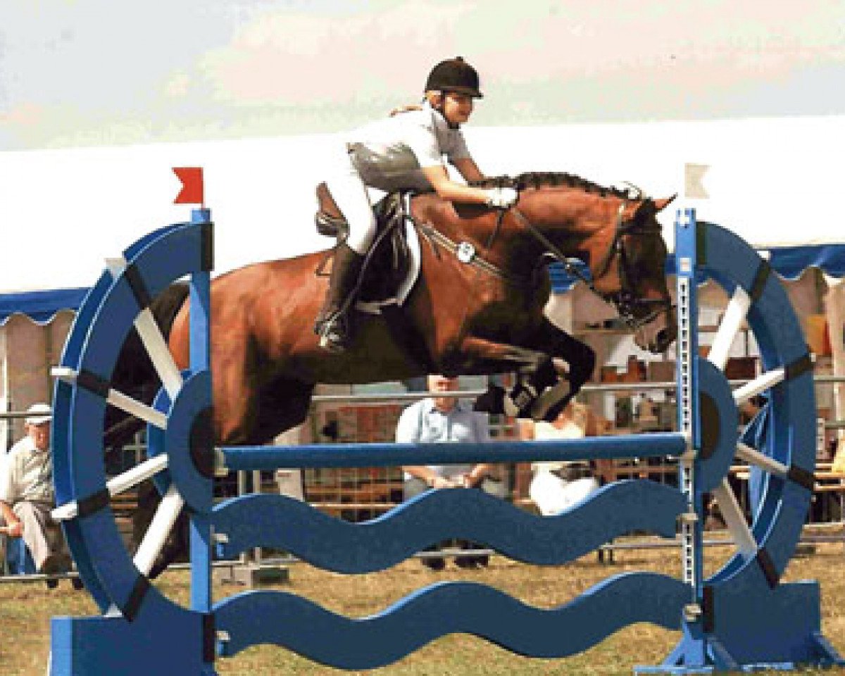 stallion Lavaletto (Holsteiner, 1994, from Landgraf I)