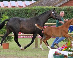 broodmare Florestine (Westphalian, 1999, from Florestan I)