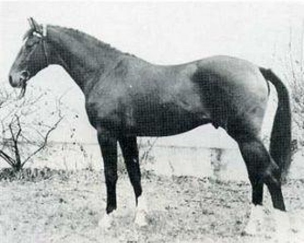 stallion Liguster (Holsteiner, 1970, from Landsturm)