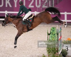 Springpferd Golden Lady (KWPN (Niederländisches Warmblut), 2011, von Cassini Gold)