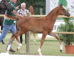 dressage horse Darling (Westphalian, 2012, from Dankeschön)