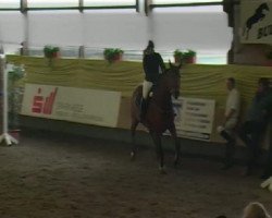 jumper Escada 99 (Hanoverian, 1998, from Escudo I)