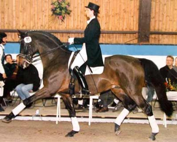 stallion Catani K (Trakehner, 1990, from Caprimond)