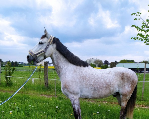 jumper Popcorn 74 (KWPN (Royal Dutch Sporthorse), 2014)