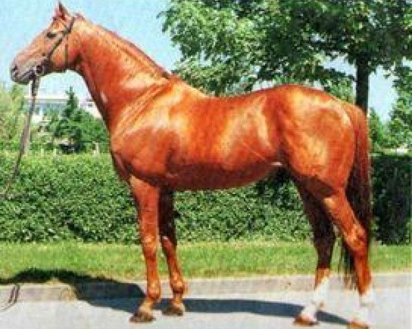 stallion Stan the Man xx (Thoroughbred, 1982, from Tachypous xx)