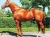 stallion Stan the Man xx (Thoroughbred, 1982, from Tachypous xx)