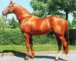 stallion Stan the Man xx (Thoroughbred, 1982, from Tachypous xx)