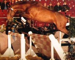 stallion El-Im-Cal xx (Thoroughbred, 1982, from Feroce xx)