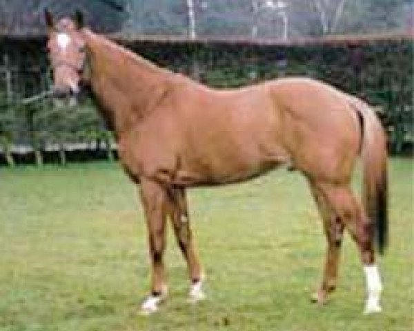 stallion Wilawander xx (Thoroughbred, 1993, from Nashwan xx)