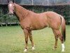stallion Wilawander xx (Thoroughbred, 1993, from Nashwan xx)