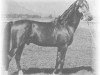 horse Wisznu 1943 ox (Arabian thoroughbred, 1943, from Witez II 1938 ox)