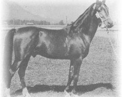 stallion Wisznu 1943 ox (Arabian thoroughbred, 1943, from Witez II 1938 ox)