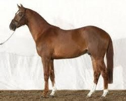 stallion Vigo d'Arsouilles (Belgian Warmblood, 1998, from Nabab de Rêve)