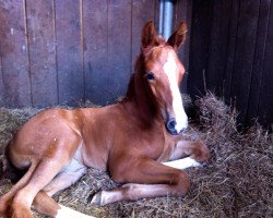 broodmare Donna M (Rhinelander, 2012, from Damon Hill)