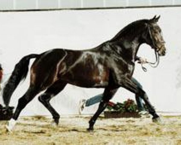 stallion Castus I (Oldenburg, 1991, from Classiker)