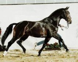 stallion Castus I (Oldenburg, 1991, from Classiker)