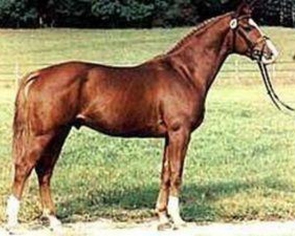 stallion Weltbürger (Hanoverian, 1989, from Weltmeyer)
