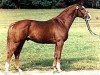 stallion Weltbürger (Hanoverian, 1989, from Weltmeyer)