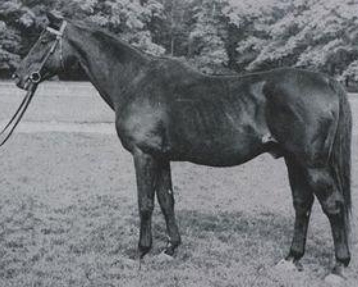 Deckhengst Oxyd (Trakehner, 1924, von Irrlehrer)