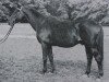 stallion Oxyd (Trakehner, 1924, from Irrlehrer)