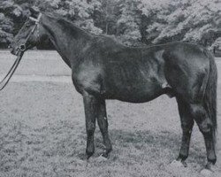 stallion Oxyd (Trakehner, 1924, from Irrlehrer)