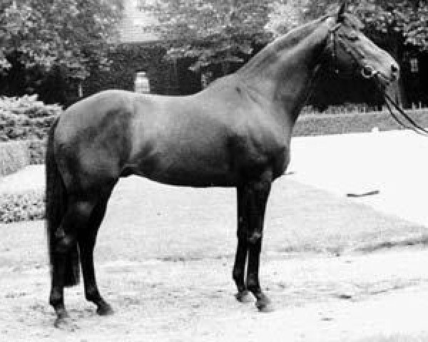 horse Windesi xx (Thoroughbred, 1970, from Frontal xx)