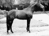 stallion Windesi xx (Thoroughbred, 1970, from Frontal xx)
