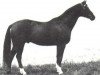 horse Kassio (Trakehner, 1963, from Abglanz)