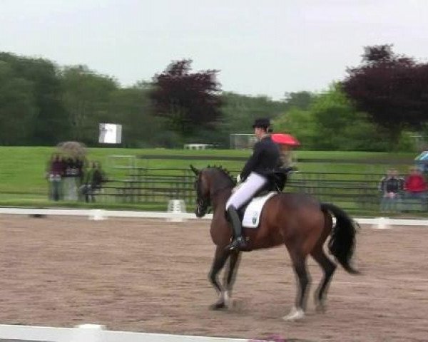 dressage horse Wardanda (KWPN (Royal Dutch Sporthorse), 2003, from Welt Hit II)