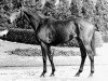 stallion Taipan xx (Thoroughbred, 1968, from Darling Boy xx)