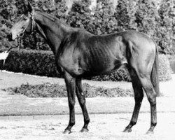 stallion Taipan xx (Thoroughbred, 1968, from Darling Boy xx)