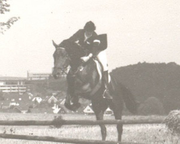 horse Wilco (Trakehner, 1976, from Amateur I)